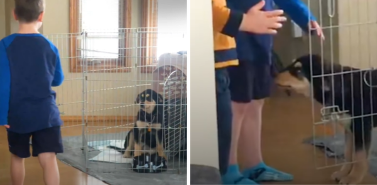 Контакт між цуценям та дитиною