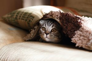 Вона нереальна! 10 незвичайних фактів про кішок.