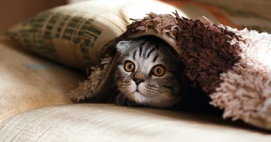 Вона нереальна! 10 незвичайних фактів про кішок