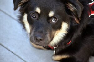 Врятоване щеня годинами дивилося в стіну. Але добра сім’я повернула йому віру в людей.