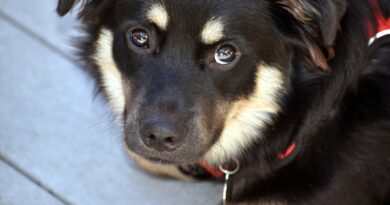 Врятоване щеня годинами дивилося в стіну. Але добра сім'я повернула йому віру в людей