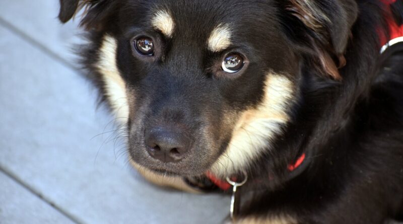 Врятоване щеня годинами дивилося в стіну. Але добра сім'я повернула йому віру в людей