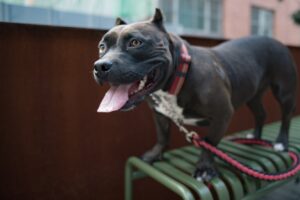 «Я не залишу тебе тут»: Собака не хотів рятуватися, але вдячний за новий будинок.