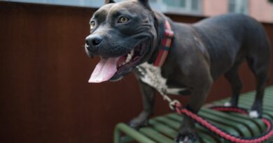 «Я не залишу тебе тут»: Собака не хотів рятуватися, але вдячний за новий будинок