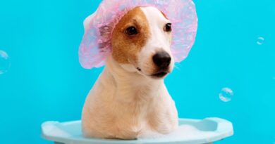 Як часто потрібно мити собаку та як її купати правильно