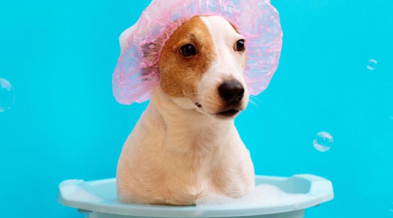 Як часто потрібно мити собаку та як її купати правильно