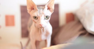 Як доглядати за лисими кішками: 4 поради для власника-початківця