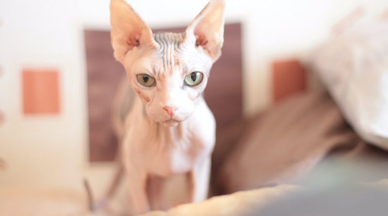 Як доглядати за лисими кішками: 4 поради для власника-початківця