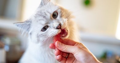 Як допомогти кішці, якщо вона подавилася