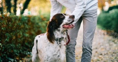 કૂતરાને "વૉઇસ" અને "શાંત" આદેશો કેવી રીતે શીખવવા?