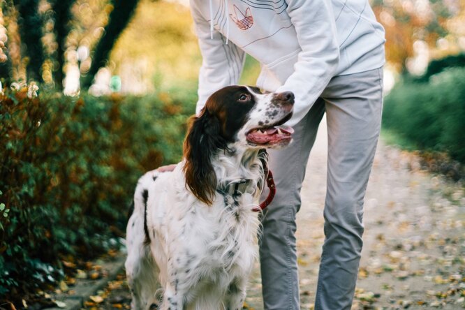 Як навчити собаку командам «Голос» та «Тихо»