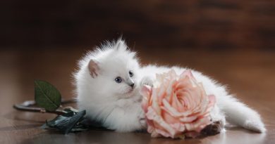 Як назвати білого кошеня (імена для хлопчиків та дівчаток)