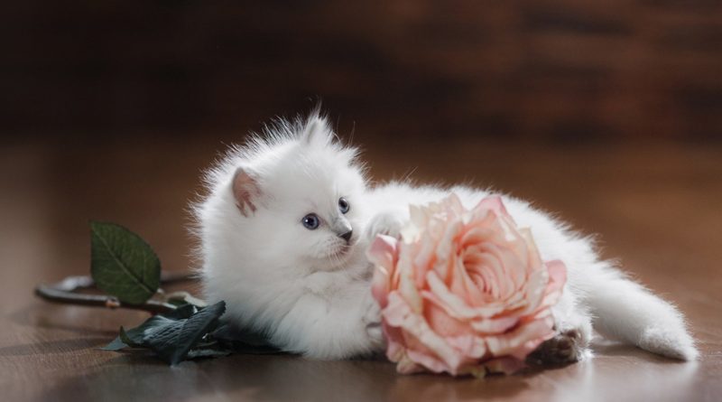 Як назвати білого кошеня (імена для хлопчиків та дівчаток)