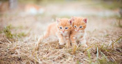 Як назвати руде кошеня (імена для хлопчиків та дівчаток)