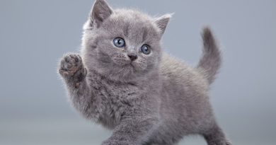 Як назвати сірого кошеня (імена для хлопчиків та дівчаток)