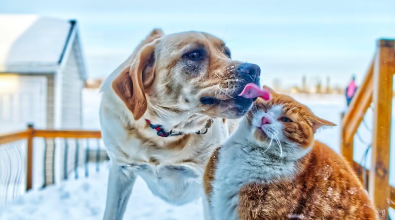 Як подружити кішку з собакою
