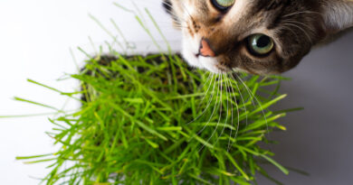 Як пророщувати овес для котів, способи та поради