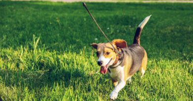 Як привчити собаку до туалету, розповіли кінологи