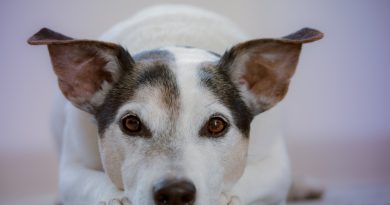 Як розпізнати інсульт у собаки