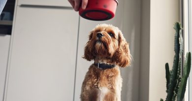 Як розпізнати харчову алергію у собаки та від чого вона може виникнути