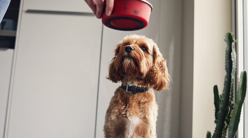 Як розпізнати харчову алергію у собаки та від чого вона може виникнути