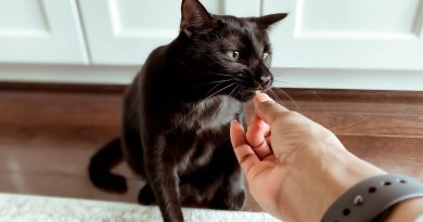 Як вибрати ласощі для кішки: 10 важливих питань про харчування