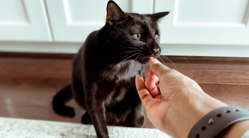 Як вибрати ласощі для кішки: 10 важливих питань про харчування