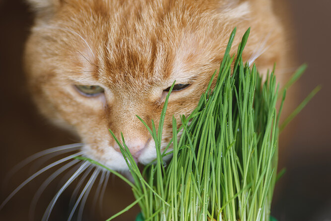 Як виростити овес у марлі