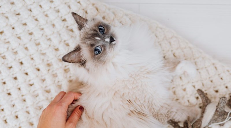 Як закохати в себе кішку: 8 способів з науковим підходом