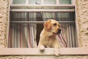 Які професії може освоїти собака?