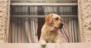 Які професії може освоїти собака