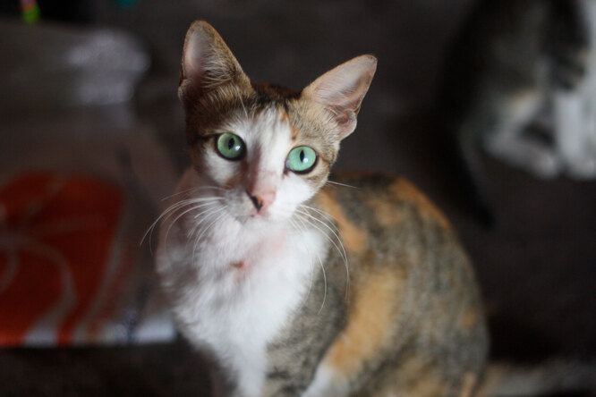 Яванський кіт