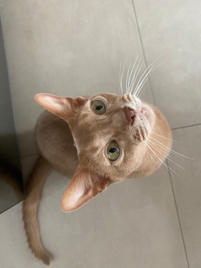 Зовнішній вигляд та здоров'я