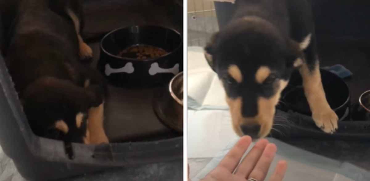 Зустріч поглядів тварини і людини