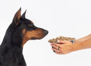 Чи можна годувати дорослого собаку кормом для цуценят?