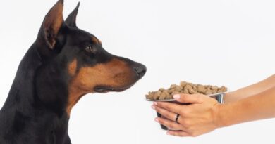 Чи можна годувати дорослого собаку кормом для цуценят?