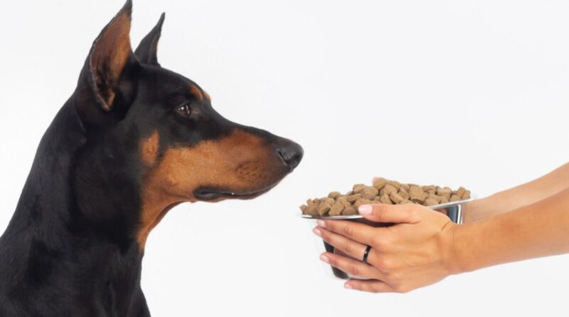 Чи можна годувати дорослого собаку кормом для цуценят?