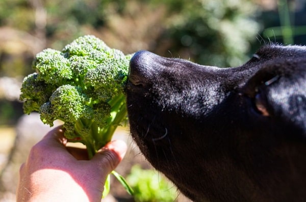 Чи можна собакам броколі?