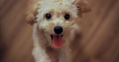 Чи можна годувати собаку свинячим серцем: як давати?