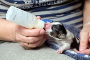 Чи можна годувати цуценя дитячим харчуванням?