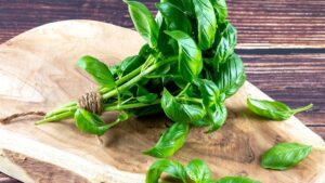 Чи можна собакам базилік: чим корисний, як давати?