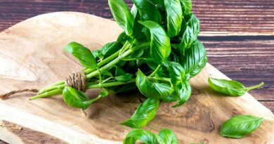 Чи можна собакам базилік: чим корисний, як давати?