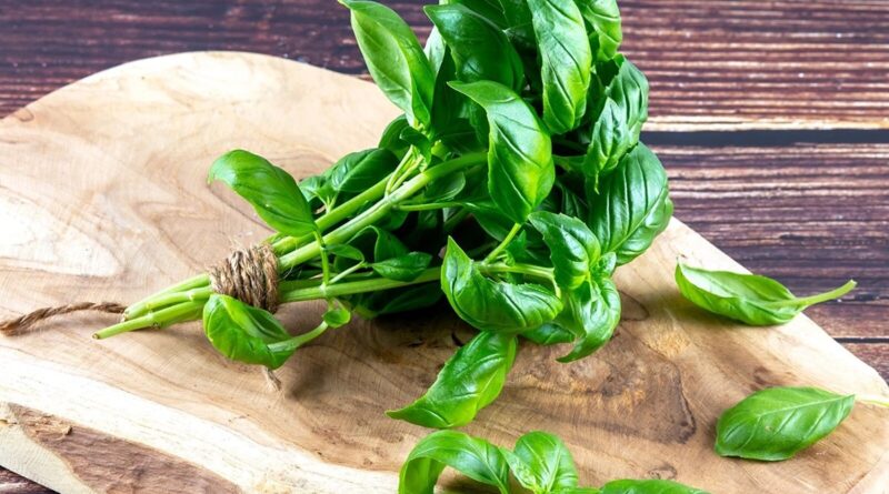 Чи можна собакам базилік: чим корисний, як давати?