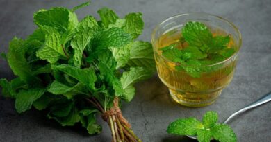 Чи можна собакам давати м'яту?