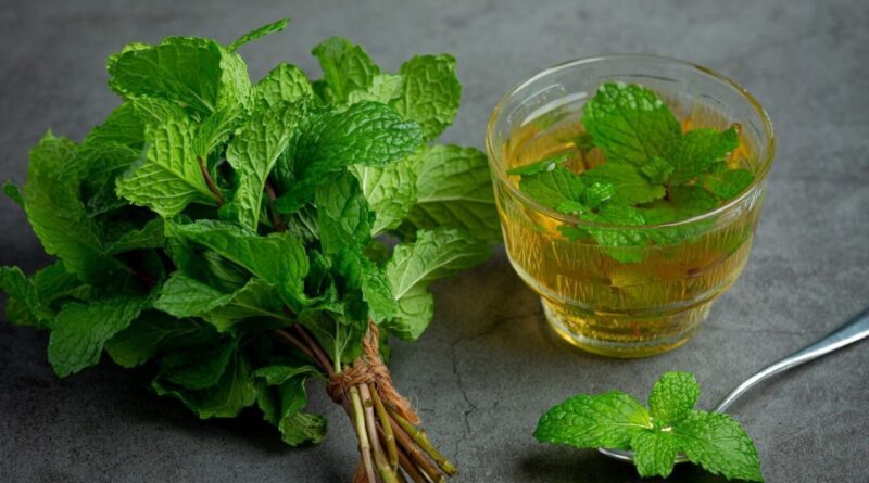 Чи можна собакам давати м'яту?