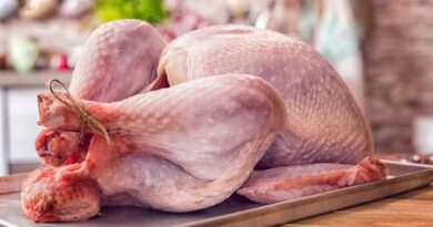 Чи можна собакам індичку: сиру, варену і як давати?