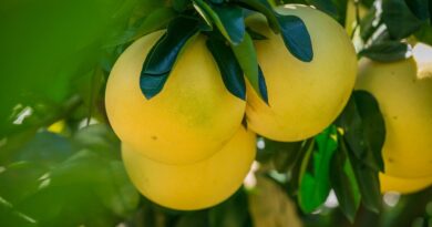 Чи можна собакам помело: скільки давати, як годувати?