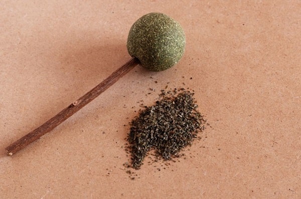 Чи шкідлива котяча м'ята для собак?