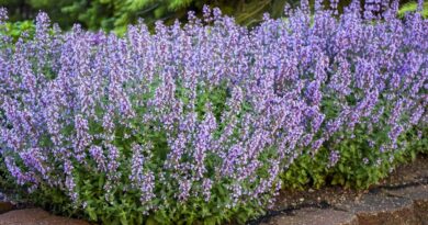 Котяча м'ята для собак: як діє, чи можна давати?