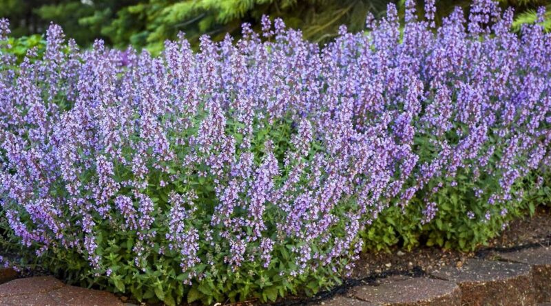 Котяча м'ята для собак: як діє, чи можна давати?